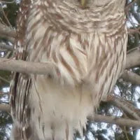 Barred Owl Folk Art Tapestry Needle Felting Kit