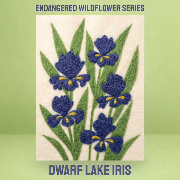 Dwarf Lake Iris
