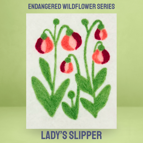 Lady's Slipper