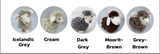 Bella the Sheep Needle Felting Kit