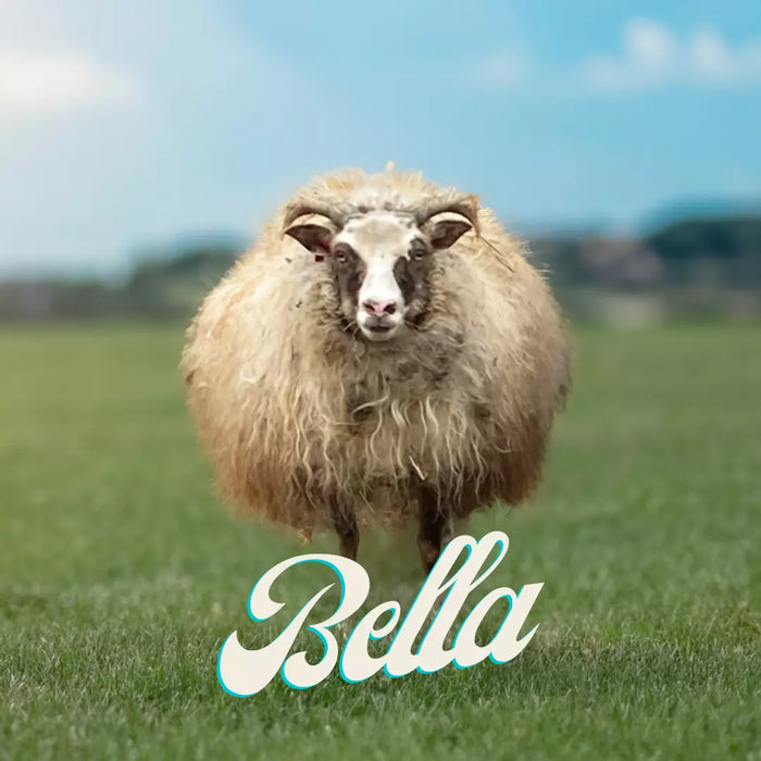 Bella, the sheep that started it all