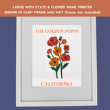 California Golden Poppy - State Flower Collection