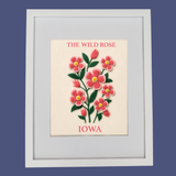 Iowa Wild Rose - State Flower Collection