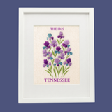 Tennessee Iris - State Flower Collection